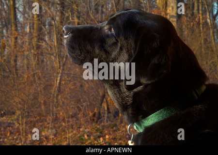 Labrador Retriever in den Wäldern Stockfoto