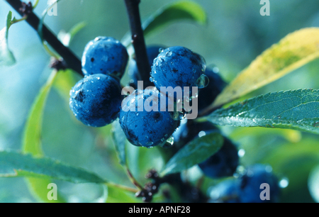 Schlehe, Schlehe (Prunus Spinosa), Beeren, Deutschland Stockfoto
