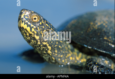 Europäische Sumpfschildkröte, Europäische Sumpfschildkröte, europäischer Teich Schildkröte (Emys Orbicularis), Griechenland, Peloponnes Stockfoto