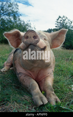 Hausschwein (Sus Scrofa F. Domestica), einzelne Wildschwein liegend auf Wiese, direkten Augenkontakt Stockfoto