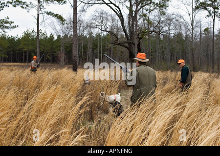 Wachtel-Jäger Englisch Pointer auf Punkt und Flushing Vogel Buckeye Lodge Georgien Stockfoto