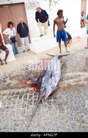 Eine Farbe Porträt eines frisch gefangenen blauen Marlin Fisches mit eine Menschenmenge um ihn herum in der Stadt Santa Maria, Kapverden. Stockfoto