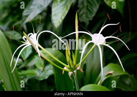 Spider Lily Hymenocallis SP. Blumen Malaysia Stockfoto