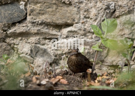 Weibliche Amsel, die auf der Suche nach worms Stockfoto