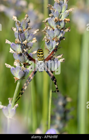 Weibliche 'Wasp Spider' Argiope Bruennichi auf Lavendel Stockfoto