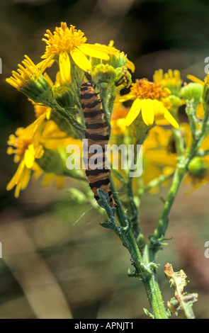 Zinnober Motte Callimorphia Jacobaccae Raupe auf Kreuzkraut Mill Hill West Sussex Uk Stockfoto