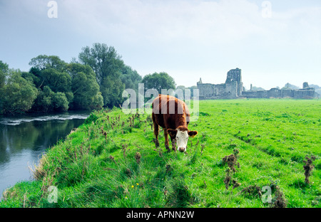 Kuh Weiden am Ufer des Flusses Suir, County Tipperary, Irland, vor den Ruinen der mittelalterlichen Athassel Augustiner Kloster Stockfoto