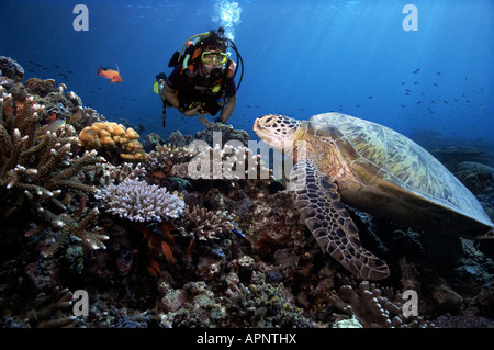 Eine Taucher beobachtet eine grüne Meeresschildkröte, da ruht er sich an den Korallenriffen von Sipadan Island, Malaysia. Stockfoto