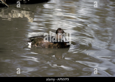 Eisenhaltige Ente Aythya Nyroca schwimmen Stockfoto