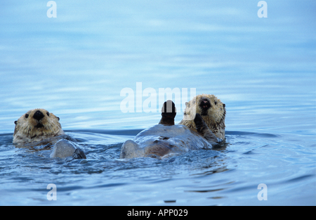 Seeotter (Enhydra Lutris), zwei Individuen, die schwimmend auf ihren Rücken, USA, Alaska Stockfoto