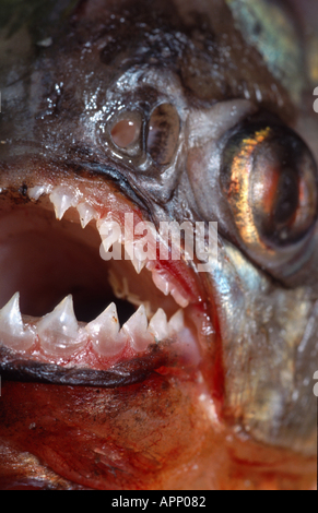 konvex-headed Piranha, Det Natterer Piranha, roter Piranha, rote Piranhas (Serrasalmus Nattereri, Pygocentrus Nattereri) Stockfoto