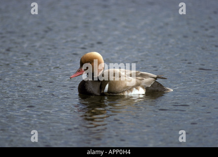 Rot crested Tafelenten Netta Rufina männlich Stockfoto