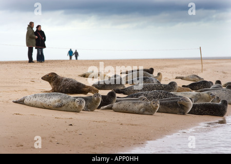 Menschen beobachten gemeinsame und graue Dichtungen auf Wells Beach Norfolk Winter Stockfoto