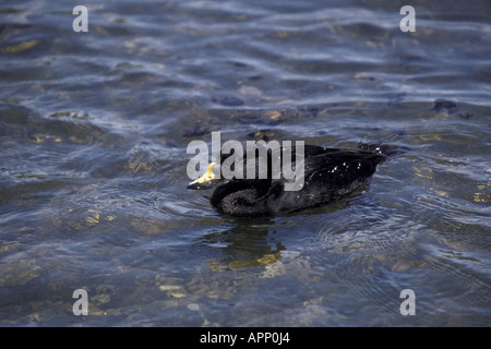 Gemeinsamen über Melanitta nigra Stockfoto