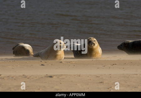 Gemeinsamen Dichtung Phoca Vitulina Norfolk UK Stockfoto