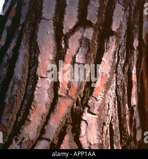 Detail der Rinde der Zypresse Baum steht neben englischen Dichters 'John Keats' Grabstein in Rom Italien Stockfoto