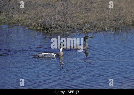 Roten breasted Prototyp Mergus serrator Stockfoto