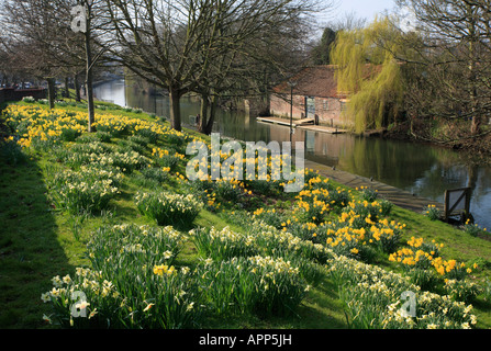 Narzissen im Frühjahr entlang des Flussufers in Norwich. Stockfoto