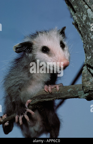 Hellen jungen Opposum (Didelphis Marsupialis) auf Ast, Missouri USA Stockfoto