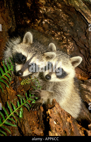 Zwei Baby Waschbären (Procyon Lotor) verkürzt sich von Loch im Baum, wo sich das Nest befindet Stockfoto