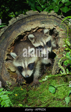 Zwei junge Waschbären Aussehen aus hohlen Protokoll mit Moos und Farnen Missouri-Vereinigte Staaten von Amerika-USA Stockfoto