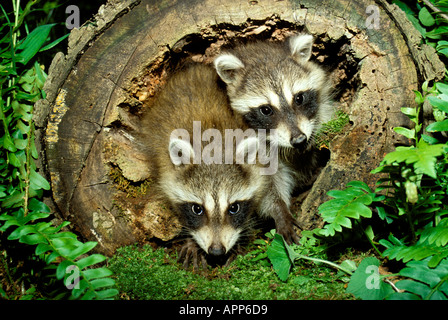 Zwei Welpen junge Waschbären (Procyon Lotor) schauen aus hohlen Log mit Moos und Farne im Garten, in Missouri Stockfoto