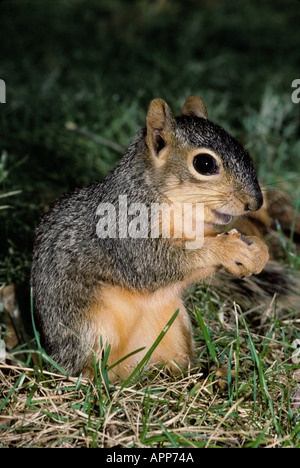 Glücklich Eichhörnchen: junger östlichen Fuchs Eichhörnchen mit einem zufrieden Look hält ein Pecan im Hinterhof des Westens nach Hause, USA