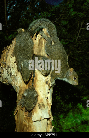 Die Bande: Baby grauen Eichhörnchen Spaß spielen und Klettern aus einem Nest in alten toten Baum Midwest USA Stockfoto