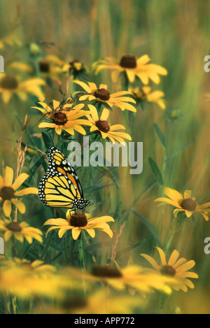 Monarchfalter auf Black-Eyed Susans (Rudbeckia Hirta), Missouri USA Stockfoto