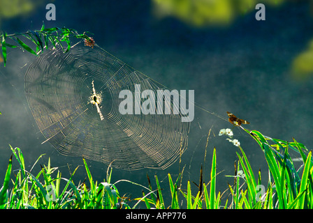 Orb Spinnennetz See als Sonne Rückleuchten steigen Nebel und Web als Monarch-Schmetterling in der Nähe, Missouri USA niederlässt Stockfoto