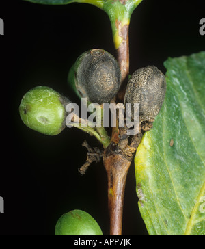 Kaffee-Beeren-Krankheit Colletotrichum kahawae Infektion auf grünen Beeren Stockfoto