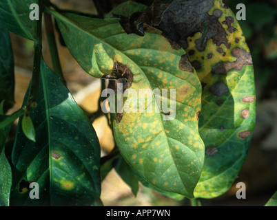Pusteln und Nekrose verursacht durch Kaffee Rost Hemileia Vastatrix an der Unterseite des Kaffee Blätter Stockfoto