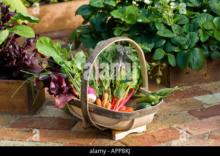 Trug der Gemüse zwischen Hochbeeten einschließlich Mangold Bright Lights Tomate Santa Möhren-Zucchini-Bohnen-Salat. Stockfoto