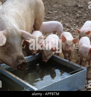 Große weiße X landrace Sau und Ferkel durch das Trinken von Wasser Trog Stockfoto