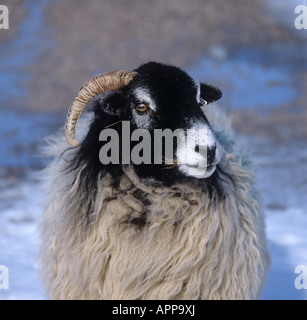 Kopf Hörner eines Swaledale Ewe stehenden Licht Schnee in Westmorland Cumbria Stockfoto