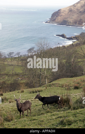 Die Antrim Coast Road gilt als eine der großen Touristenrouten der Welt.[1] dieser Teil der Straße hat einen dramatischen Anstieg des Verkehrs in gesehen Stockfoto