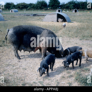 Freilandhaltung Bio Saddleback Sau mit ihren Ferkeln an einem heißen Sommertag Stockfoto