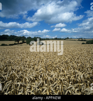 Reife Weizenernte an einem feinen Sommertag mit blauem Himmel Wolken in der Nähe von Bier Devon Stockfoto