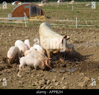 Große weiße X landrace säen genießen Wasser Sprotte mit ihrer Duroc X Ferkel Stockfoto