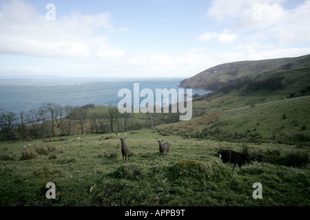 Die Antrim Coast Road gilt als eine der großen Touristenrouten der Welt.[1] dieser Teil der Straße hat einen dramatischen Anstieg des Verkehrs in gesehen Stockfoto