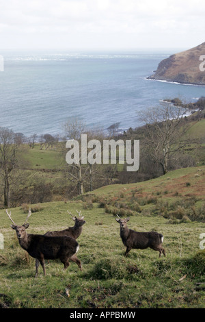 Die Antrim Coast Road gilt als eine der großen Touristenrouten der Welt.[1] dieser Teil der Straße hat einen dramatischen Anstieg des Verkehrs in gesehen Stockfoto