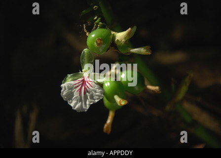 grüner Kardamom mit Blume in kerala Stockfoto