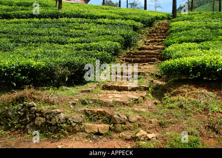 Stpes in Tee Plantage über die Hänge in Kerala, Indien Stockfoto