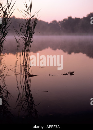 Frensham Teiche bei Sonnenaufgang mit Nebel steigt aus stillem Wasser Farnham Surrey England UK Großbritannien Stockfoto