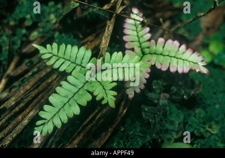 Adiantenfarn (Familie Adiantaceae) im tropischen Regenwald. Acre, Brasilien. Stockfoto