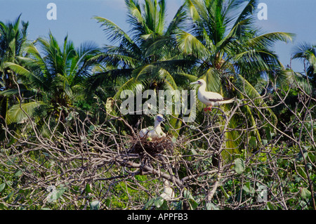 Red Footed Booby Vogel in der Nähe von Caye Caulker Belize in Mittelamerika Stockfoto