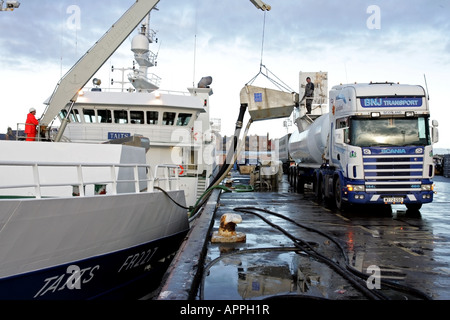 Großen Trawler entlädt Fisch direkt in einen wartenden Tanker bei Peterhead Harbour, Schottland, UK Stockfoto