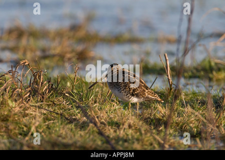 SCHNEPFEN GALLINAGO GALLINAGO SPAZIERGANG DURCH SUMPFIGEN BODEN Stockfoto