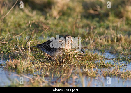 SCHNEPFEN GALLINAGO GALLINAGO SPAZIERGANG DURCH SUMPFIGEN BODEN Stockfoto