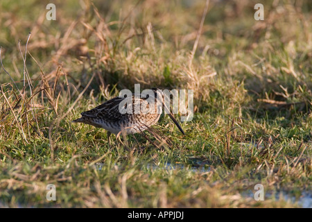 SCHNEPFEN GALLINAGO GALLINAGO SPAZIERGANG DURCH SUMPFIGEN BODEN Stockfoto